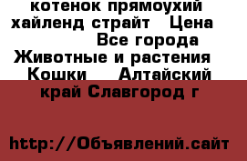 котенок прямоухий  хайленд страйт › Цена ­ 10 000 - Все города Животные и растения » Кошки   . Алтайский край,Славгород г.